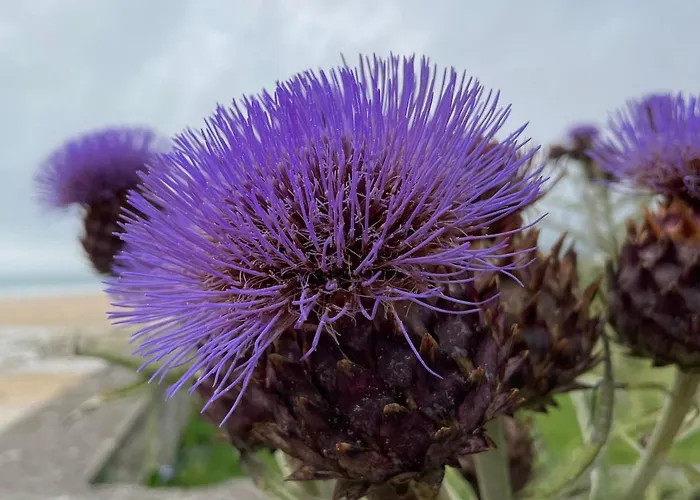 Week End Romantique En Normande Dans En Front De 度假居 *