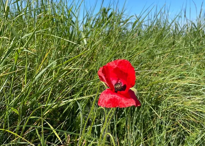 Nyaraló Week End Romantique En Normande Dans En Front De *
